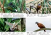 Taubenzauber DIN A5 Kalender für 2027 Vogel - Seelenzauber Produktbild-Vorschau 3