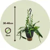 Sägeblattkaktus - Epiphyllum 'Anguliger' - Höhe 30-40cm - Produktbild-Vorschau 2