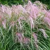 Stauden Gänge 1 x Miscanthus sinensis 'Flamingo' im 1 Liter Produktbild-Vorschau 7