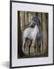 MuchoWow® MuchoWow® Gerahmtes Poster Pferd - Andalusier - Produktbild-Vorschau 1