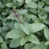 6 x Menta piperita  - Mentha piperita 'Nigra'  | Vaso 9 cm Anteprima dell’immagine prodotto 2