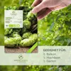 Hopfen Samen - Heilkräuter Saatgut aus biologischem Anbau Produktbild-Vorschau 2