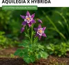 Akelei Mrs. Scott Elliot Mix Samen - Aquilegia x hybrida - Produktbild-Vorschau 2