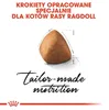 ROYAL CANIN Ragdoll FBN Adult - trockenfutter für Katzen - Produktbild-Vorschau 4