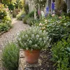 Bloomique - Lot de 6 - Thymus vulgaris - Thym véritable - Voir les images du produit 1
