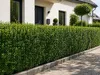 Ligustrum ovalifolium 30–50 cm – Ovalblättriger Liguster, Produktbild-Vorschau 3