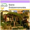 SAFLAX - Sosna Śródziemnomorska - 6 Nasiona - Pinus pinea Podgląd zdjęcia produktu 10