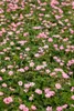 Geranium x oxonianum 'Wargrave Pink', Storchschnabel, rosa, Produktbild-Vorschau 3