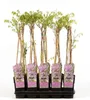 Wisteria floribunda Rosea 70-80 cm  Rosa Japanischer Produktbild-Vorschau 1
