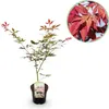 Japanischer Ahorn Acer palmatum 'Sumi-nagashi' – Roter Produktbild-Vorschau 3