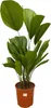 Licuala Grandis - 75-90cm - Ø19cm - Pianta d'appartamento - Anteprima dell’immagine prodotto 1