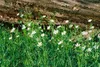 Dianthus deltoides 'Albus', goździk wrzosowy, biały, Podgląd zdjęcia produktu 2