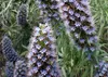 SAFLAX  - Orgoglio di Madeira - 100 semi - Echium Anteprima dell’immagine prodotto 4