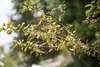 Crataegus monogyna, Eingriffeliger Weißdorn, 60–100 cm Produktbild-Vorschau 1