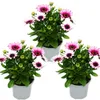 Cape basket – Osteospermum ecklonis – kvetináč 11 cm – sada Náhľad obrázku produktu 1