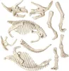 A collection of unassembled dinosaur skeleton toy parts, including skulls, ribs, and leg bones, arranged on a white background. Náhľad obrázku produktu