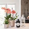 Kolibri Orchids | zestaw 2 pomaranczowych storczyków Podgląd zdjęcia produktu 3