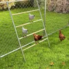 Four chickens are in a grassy yard near a chain-link fence. Two chickens are on a wooden ladder attached to a metal frame, and two are on the grass. Náhled obrázku produktu