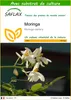SAFLAX  - Moringa - 10 graines - Avec substrat - Moringa Voir les images du produit 1