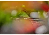 Micro-Drip-System L-Stück 4,6mm (3/16") (dunkelgrau, 10 Produktbild-Vorschau 17