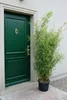 Fargesia nitida "Jiuzhaigou" 160–170 cm | Roter Produktbild-Vorschau 2
