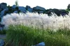Stauden Gänge 3 x Miscanthus sinensis 'Graziella' im 1 Produktbild-Vorschau 2