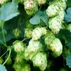 Humulus lupulus 'Nordbrau', chmeľ, výška 45-50 cm, Náhľad obrázku produktu 2