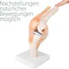 Anatomický model kostry kolenního kloubu výukové modely Náhled obrázku produktu 2