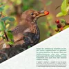 WILDLIFE FRIEND I Okenní krmítko 3 v 1 - průhledné a odolné Náhled obrázku produktu 5
