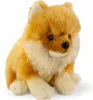 Carl Dick Spitz nano, cane di Pomerania seduto, cane, circa Anteprima dell’immagine prodotto 10