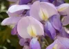 SAFLAX - Blauregen - 4 Samen - Wisteria sinensis Produktbild-Vorschau 4