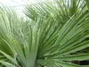 5 Stück Trachycarpus Fortunei - winterharte Hanfpalme XXL Produktbild-Vorschau 5
