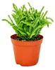 Sukulentní - Crassula lycopodioides - myší ocásek - v Náhled obrázku produktu 2