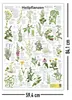 Heilpflanzen Poster deutsch DIN A1 59,4 x 84,1 cm Produktbild-Vorschau 5