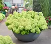 Dehner Bodendecker-Rispenhortensie Groundbreaker® Greeny™, Produktbild-Vorschau 7