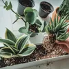 A person is repotting a succulent plant. Produktbild-Vorschau