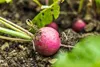 SAFLAX - Garden in the Bag - BIO - Radieschen - Cherry Bell Produktbild-Vorschau 5