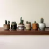 Małe kaktusy - 6 szt - Cactus - Wysokość 5-10cm - ⌀5,5cm Podgląd zdjęcia produktu 4