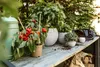 A collection of potted plants, including a pepper plant with red peppers, on a wooden shelf outdoors. Produktbild-Vorschau