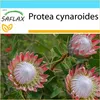SAFLAX - Zestaw prezentowy - King Protea - 5 Nasiona - Z Podgląd zdjęcia produktu 9