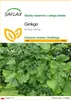 SAFLAX - Ginkgo - 4 Nasiona - Ginkgo biloba Podgląd zdjęcia produktu 1