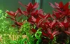 Aquarium Pflanze Ludwigia repens 'Rubin' Tropica Nr.033D Produktbild-Vorschau 1