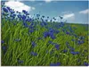 ARTland Leinwandbild Kornblumenwiese Größe: 120x90 cm Produktbild-Vorschau 1