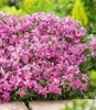 BALDUR Garten 3x Teppichphlox 'Emerald Pink', winterharter Produktbild-Vorschau 2