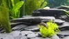 Pietre per Acquario, ardesia nera, ghiaia decorativa Anteprima dell’immagine prodotto 3