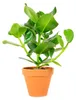 Gardners Clusia rosea, priemer 12 cm Náhľad obrázku produktu 3