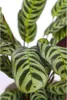 Plante Dormeuse - Ctenanthe 'burle-marxii' - Hauteur Voir les images du produit 3