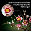 LEGO Botanicals 11510 Branches de magnolia - Ensemble pour Voir les images du produit 25