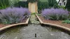 Stauden Gänge 1 x Perovskia atriplicifolia 'Blue Spire' - Produktbild-Vorschau 7