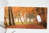 MuchoWow® Schreibtischunterlage Blätter - Herbst - Wald Produktbild-Vorschau 5